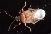 Kleidocerys resedae