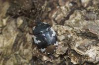 Tritomegas bicolor
