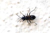 Rhyparochromus vulgaris