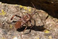 Leptoglossus occidentalis