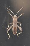 Camptopus lateralis