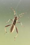Camptopus lateralis