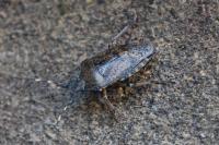 Rhaphigaster nebulosa