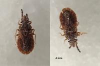 Aradus cinnamomeus