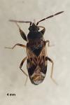 Scolopostethus decoratus