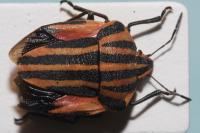 Graphosoma italicum italicum
