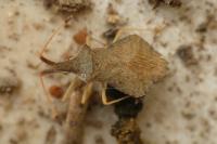 Syromastus rhombeus