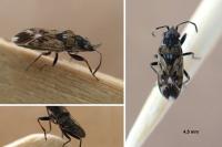 Peritrechus lundii