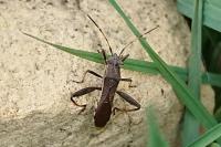 Camptopus lateralis