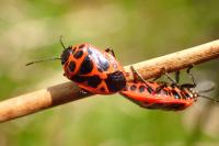 Eurydema dominulus