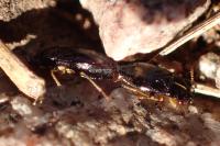 Geocoris ater