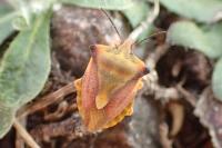 Carpocoris fuscispinus