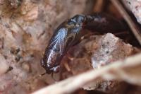 Geocoris ater
