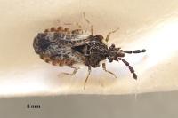 Aradus depressus