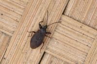Gastrodes grossipes grossipes