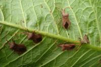 Coreus marginatus