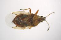 Kleidocerys resedae