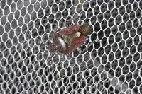 Dolycoris baccarum