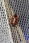 Eurydema ornata