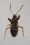 Scolopostethus pictus
