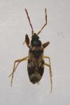 Scolopostethus pictus
