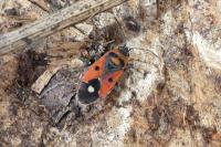 Melanocoryphus albomaculatus