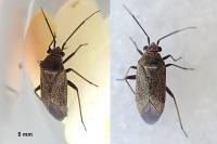 Heterocordylus tibialis