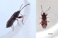 Scolopostethus grandis