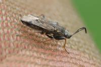 Peritrechus gracilicornis