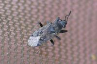 Peritrechus gracilicornis