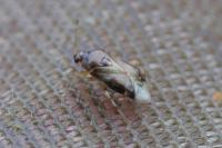 Deraeocoris lutescens