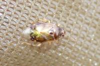 Deraeocoris lutescens
