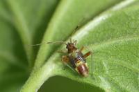 Closterotomus fulvomaculatus