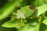 Palomena prasina