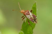 Rhopalus subrufus