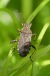 Ceraleptus gracilicornis