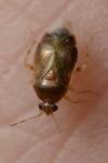 Deraeocoris lutescens