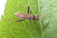 Camptopus lateralis