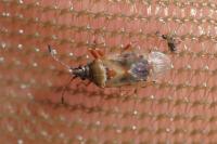 Kleidocerys resedae