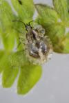 Galeatus maculatus