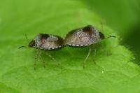 Stagonomus venustissimus