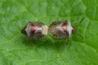 Stagonomus venustissimus