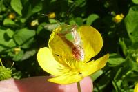 Acanthosoma haemorrhoidale