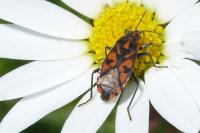 Spilostethus saxatilis