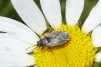 Heterogaster urticae