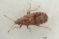 Orsillus depressus