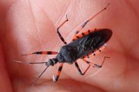 Rhynocoris annulatus