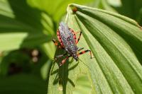 Rhynocoris annulatus