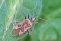 Corizus hyoscyami hyoscyami