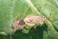 Coreus marginatus